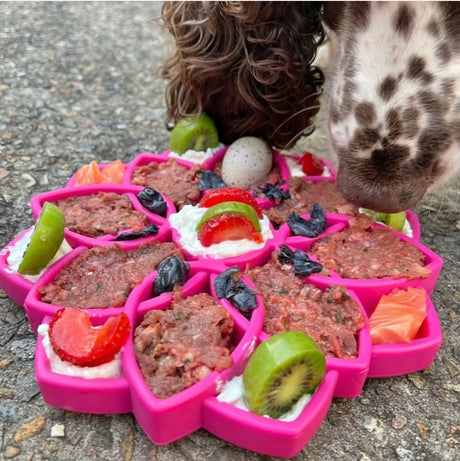 Sodapup Mandala Tray a mentally stimulating dog toy with a springer spaniel