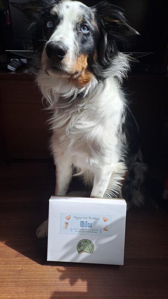 Blu the dog with her Atlas and Tail Birthday Treat box for Dogs