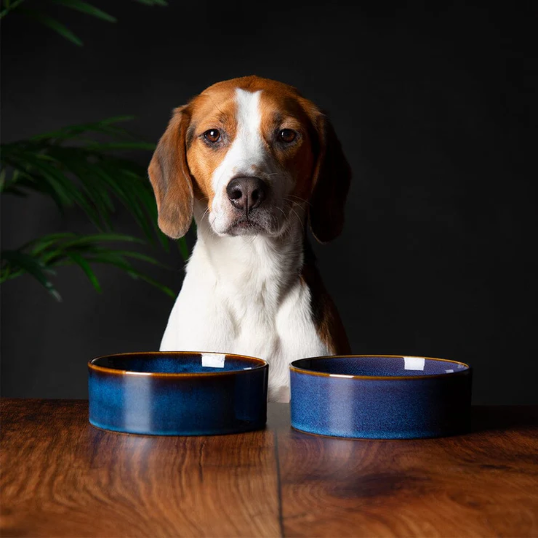 A beagle sitting behind a wooden table with two Midnight Blue Scruffs Reactive Glaze bowls on it.