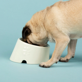 Pug eating from a Scruffs Icon Flat Faced bowl for brachycephalic dogs and cats