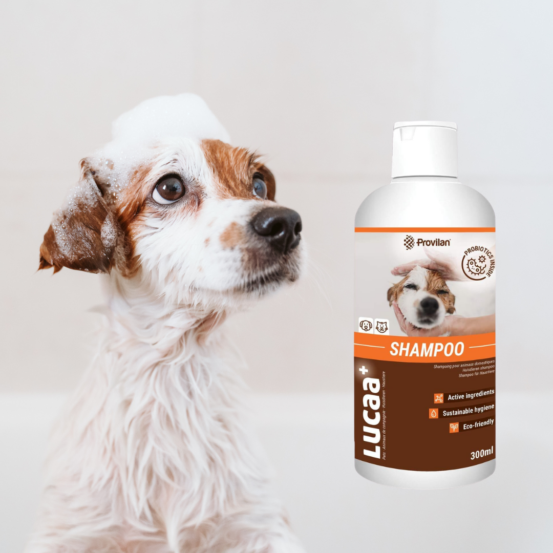 Probiotic Pet Shampoo | Provilan Lucaa+