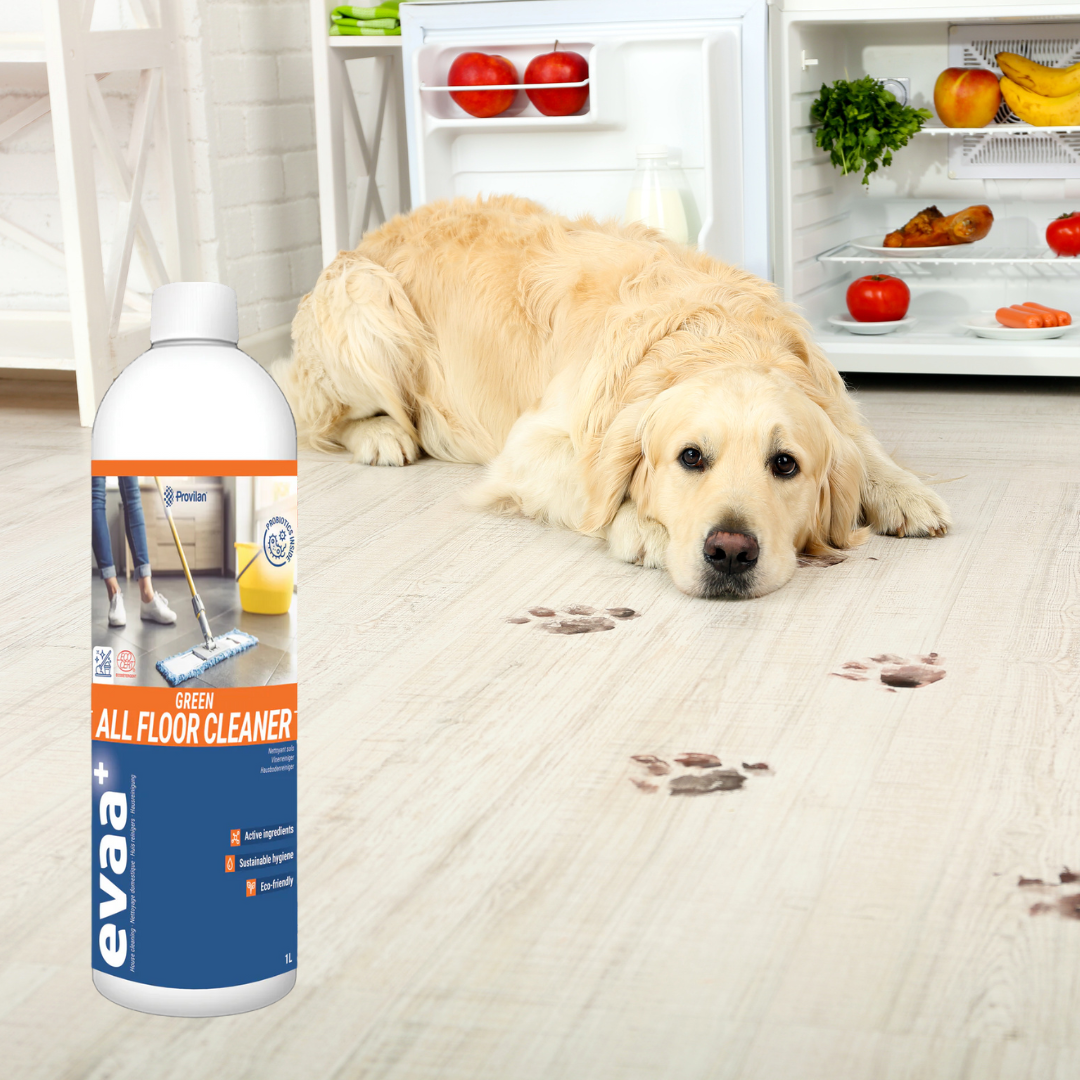 Retriever laying on the floor, with a trail of muddy paws following him. In the foreground is a bottle of Provilan Evaa Green All Floor Cleaner.