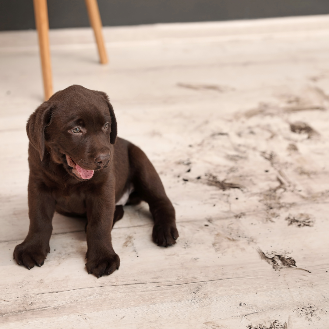 Dirty Dog Absorbent Doormat Runner