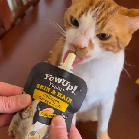 YowUp! Cat Yoghurt - Salmon Skin & Coat