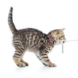 Tabby kitten wearing a pink leopard collar while pulling string with it's mouth.