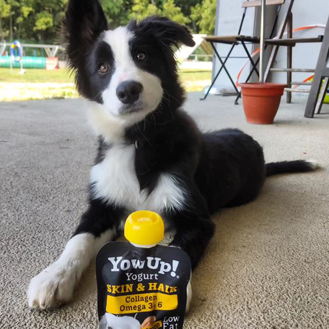 Border collie puppy sitting behind a pouch of YowUp! Yoghurt Skin and Coat for Dogs.