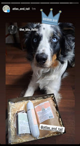The Blu Fella dog with his open Atlas and Tail Birthday Treat Gift Box for Dogs