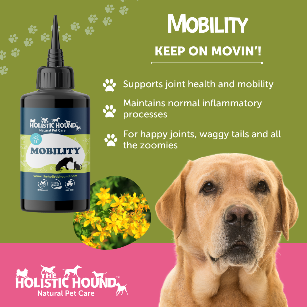 Older Labrador looking content after using Mobility from Holistic Hound