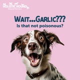 Wait.. Garlic? Is this not poisonous? With a shocked dog.