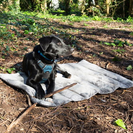 Black dog with a stick, laying on a Scruffs Expedition Roll Up Travel Bed.