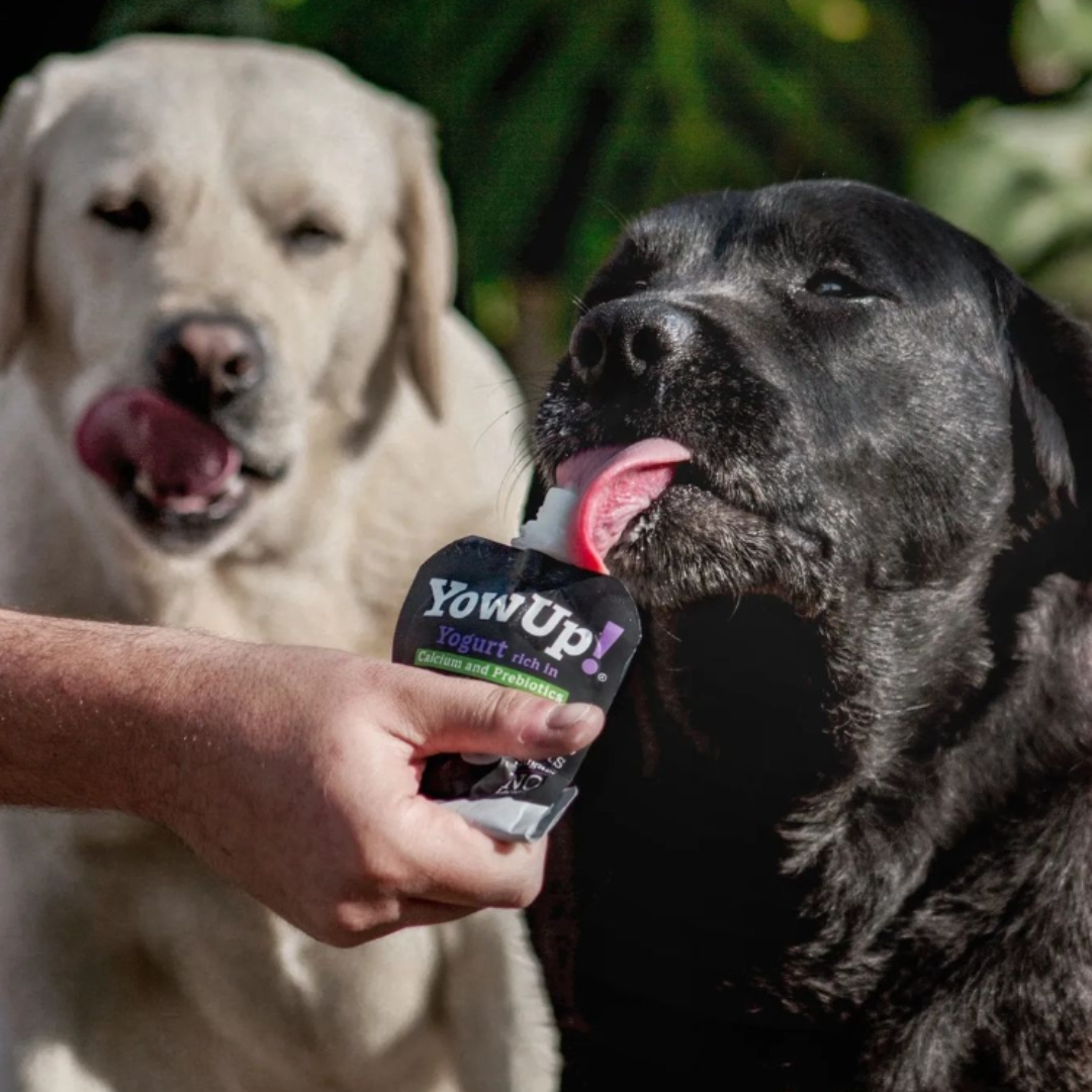 Black Labrador eating YowUp! yogurt for dogs from the tub, while a yellow labrador watches from the distance, while licking their lips.