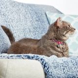 Grey cat on a sofa wearing a max and molly pink leopard cat collar