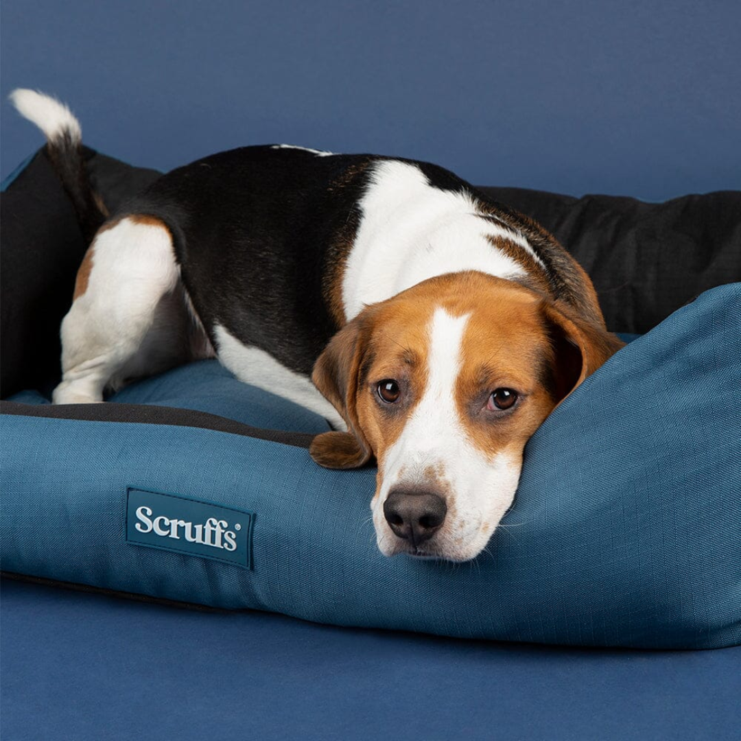 A beagle laying down inside of a Scruffs Expedition Box bed for pets.