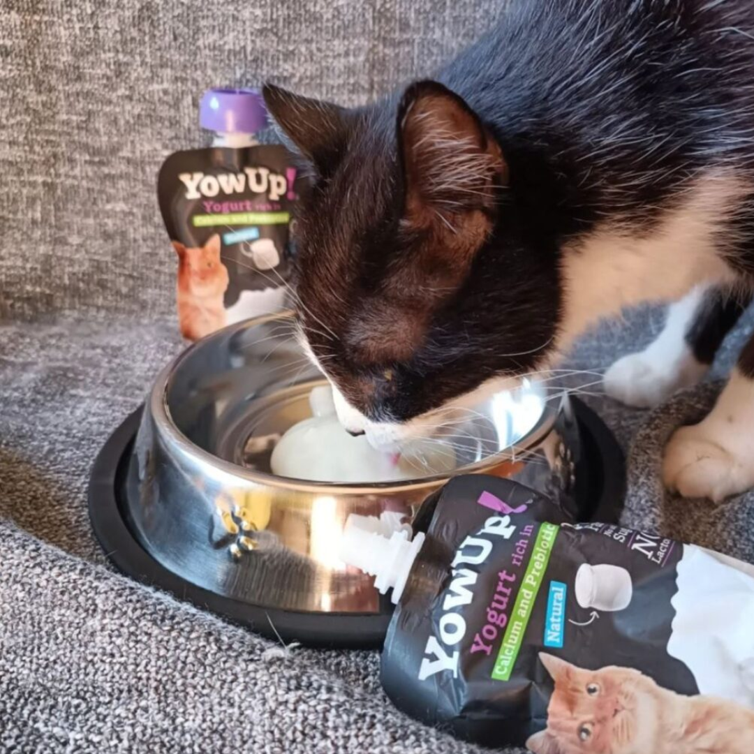 YowUp! Cat Yoghurt - Natural Prebiotics