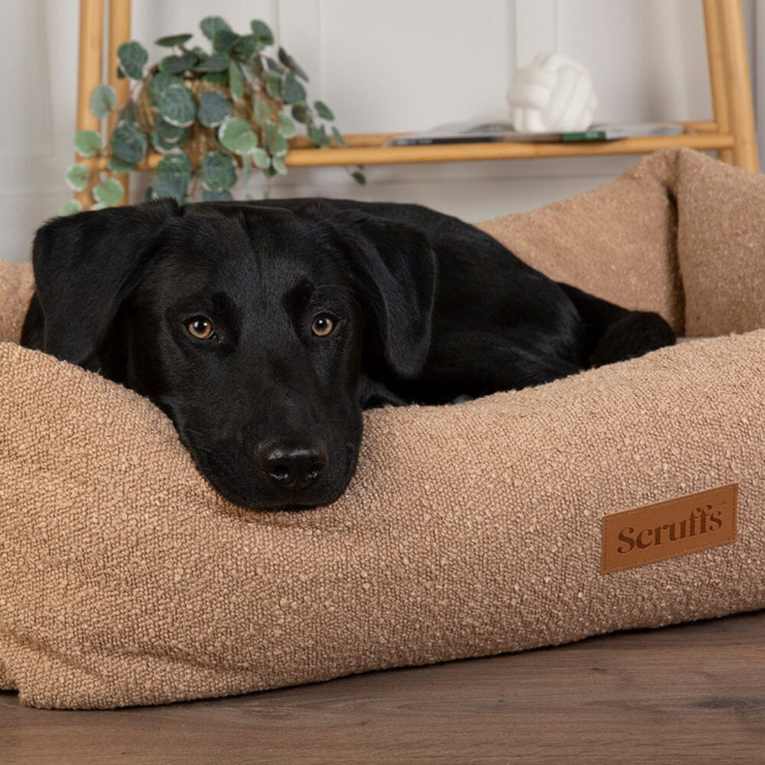 Black dog laying inside a desert brown Scruffs boucle luxury pet bed.