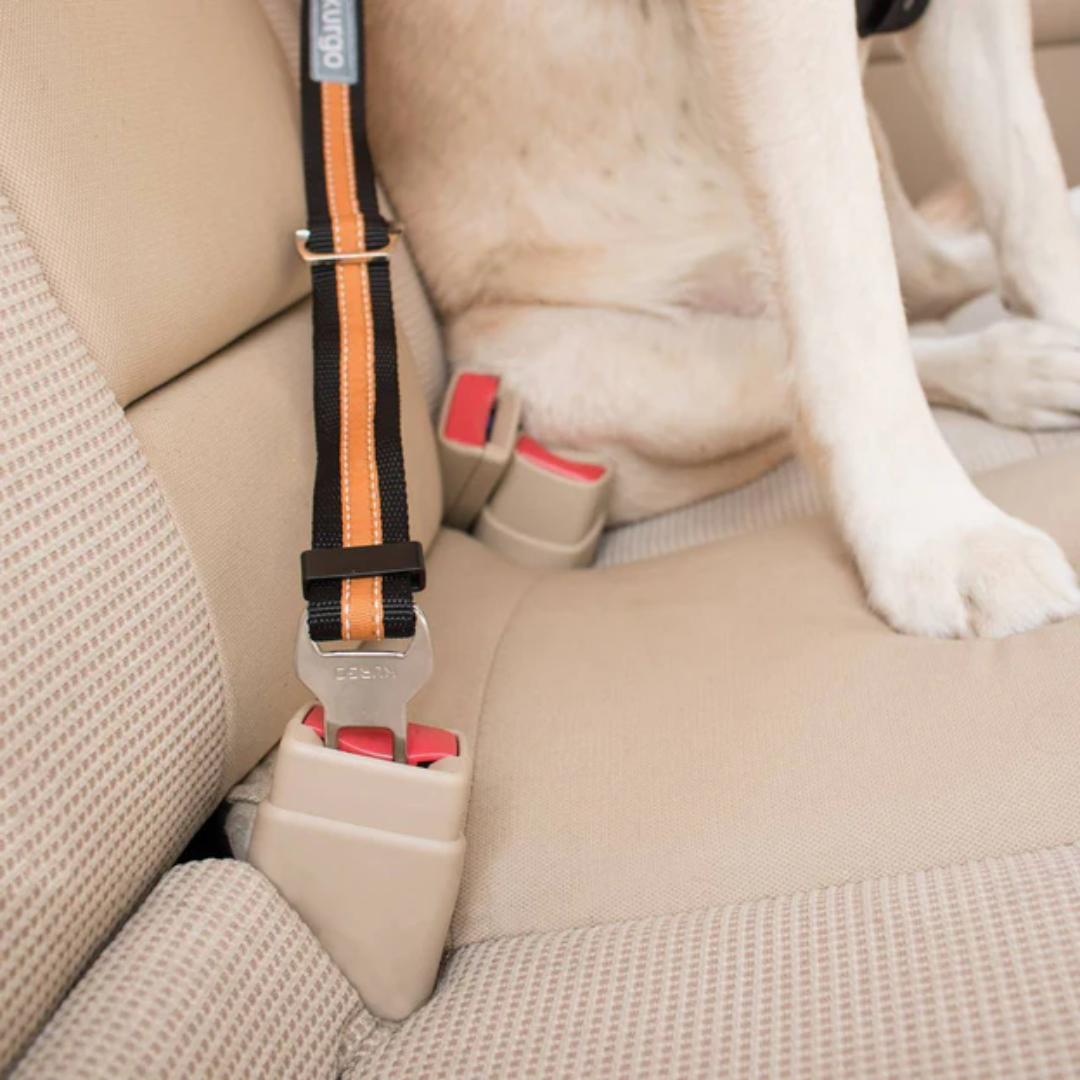 Pet seat belt tether best sale