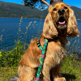 Ruby cocker spaniel wearing a Max and Molly Tropical Pattern lead and harness.