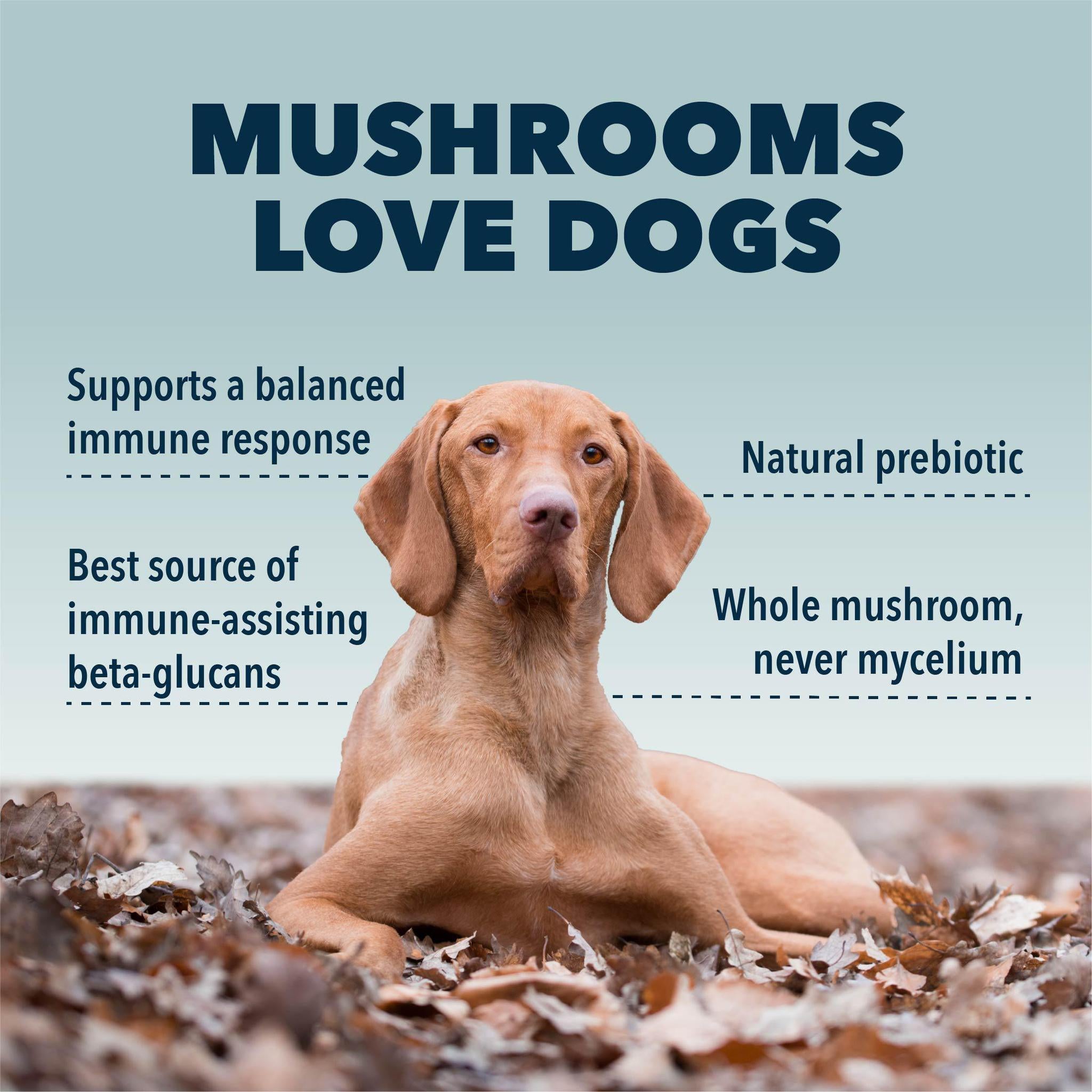 Turkey tail mushroom for dogs outlet uk