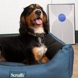 Setter dog in a Scruffs Expedition Box Bed.