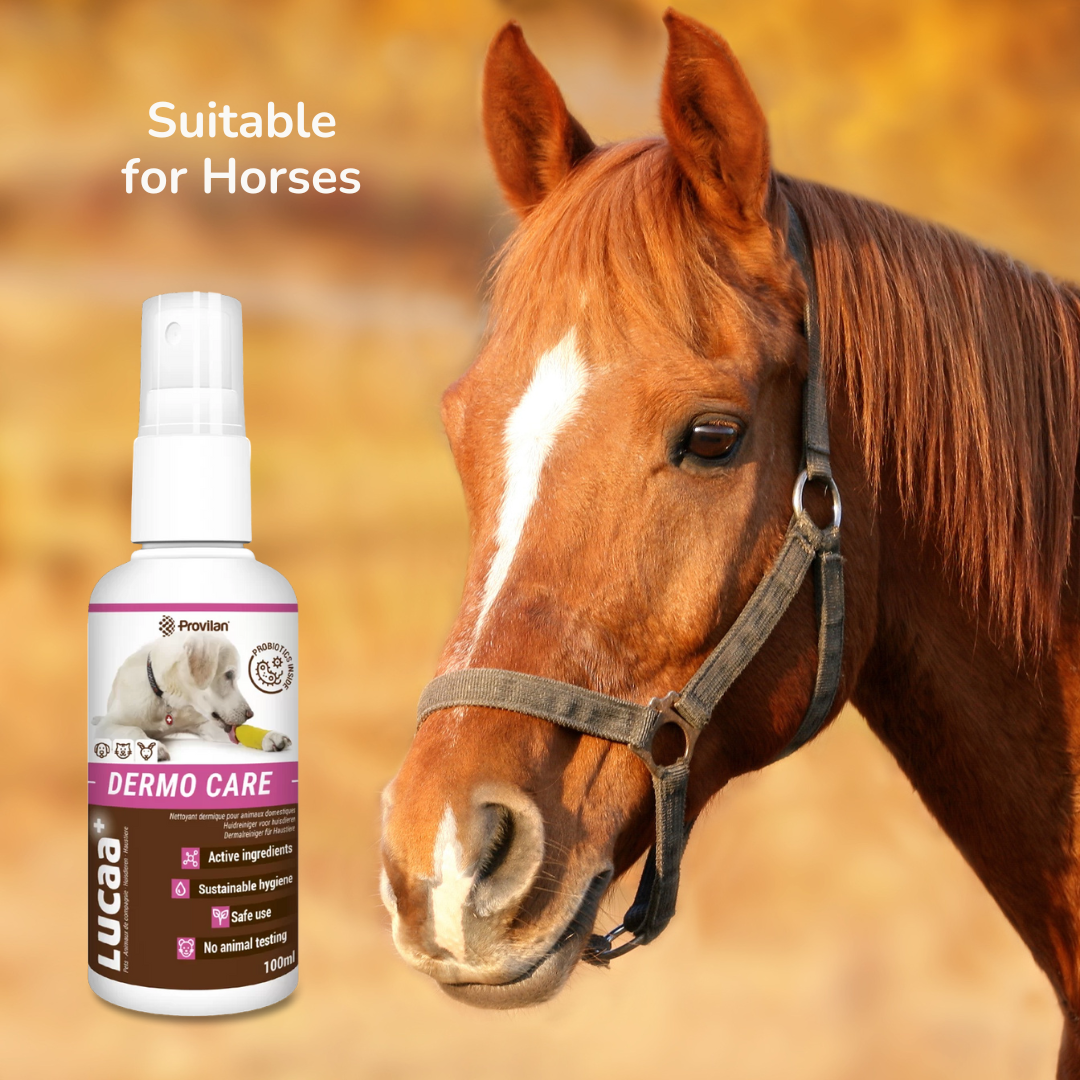 A photo of a horse, along with a bottle of Provilan Lucca Probiotic Derma Wound Care spray for pets.