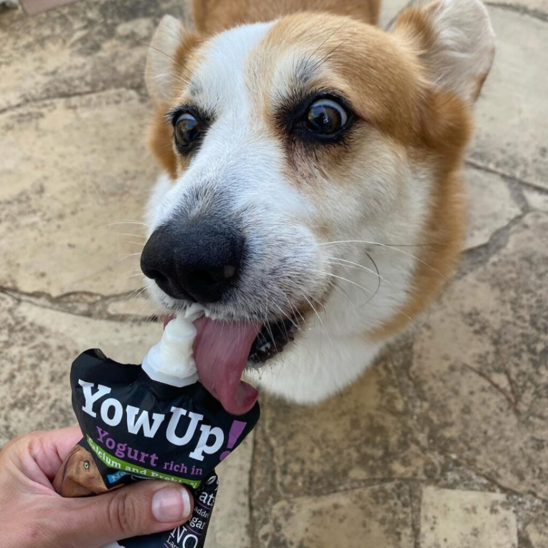 Corgi eating YowUp! Yogurt with Prebiotics for dogs from the tube.