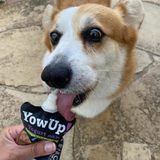 Corgi eating YowUp yogurt for dogs from the sachet.