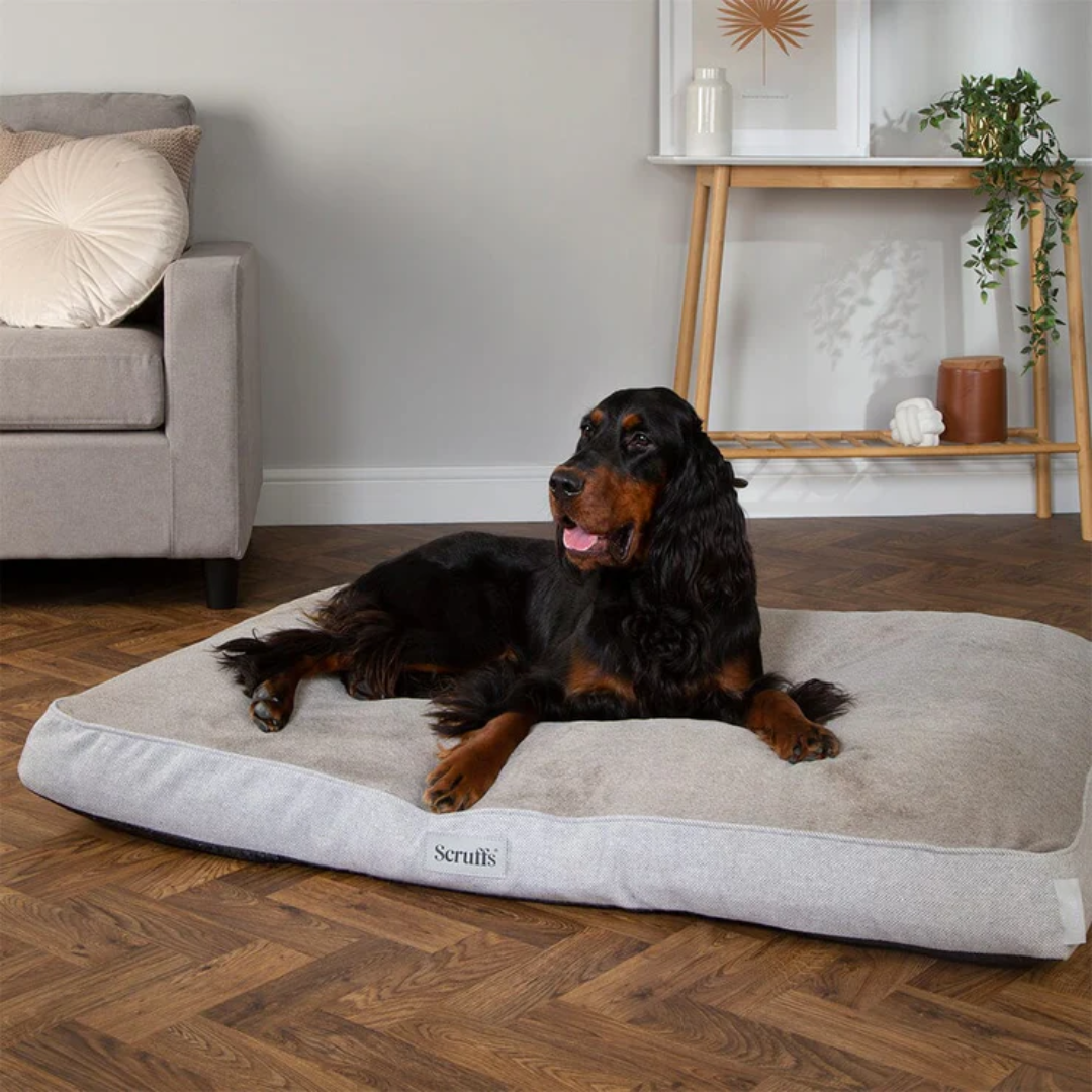 Setter laying on a pearl grey scruffs Harvard Memory Foam Mattress