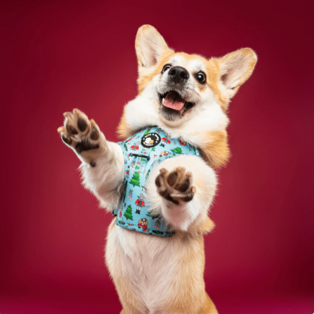 Zelda and Harley Muttcracker Christmas Harness