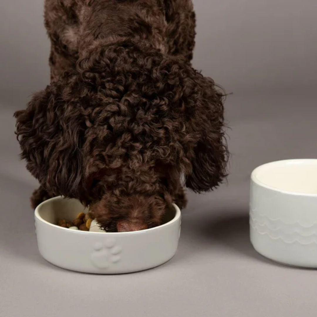 Brown dog eating from a Scruffs Icon ceramic slow feeder dog bowl.