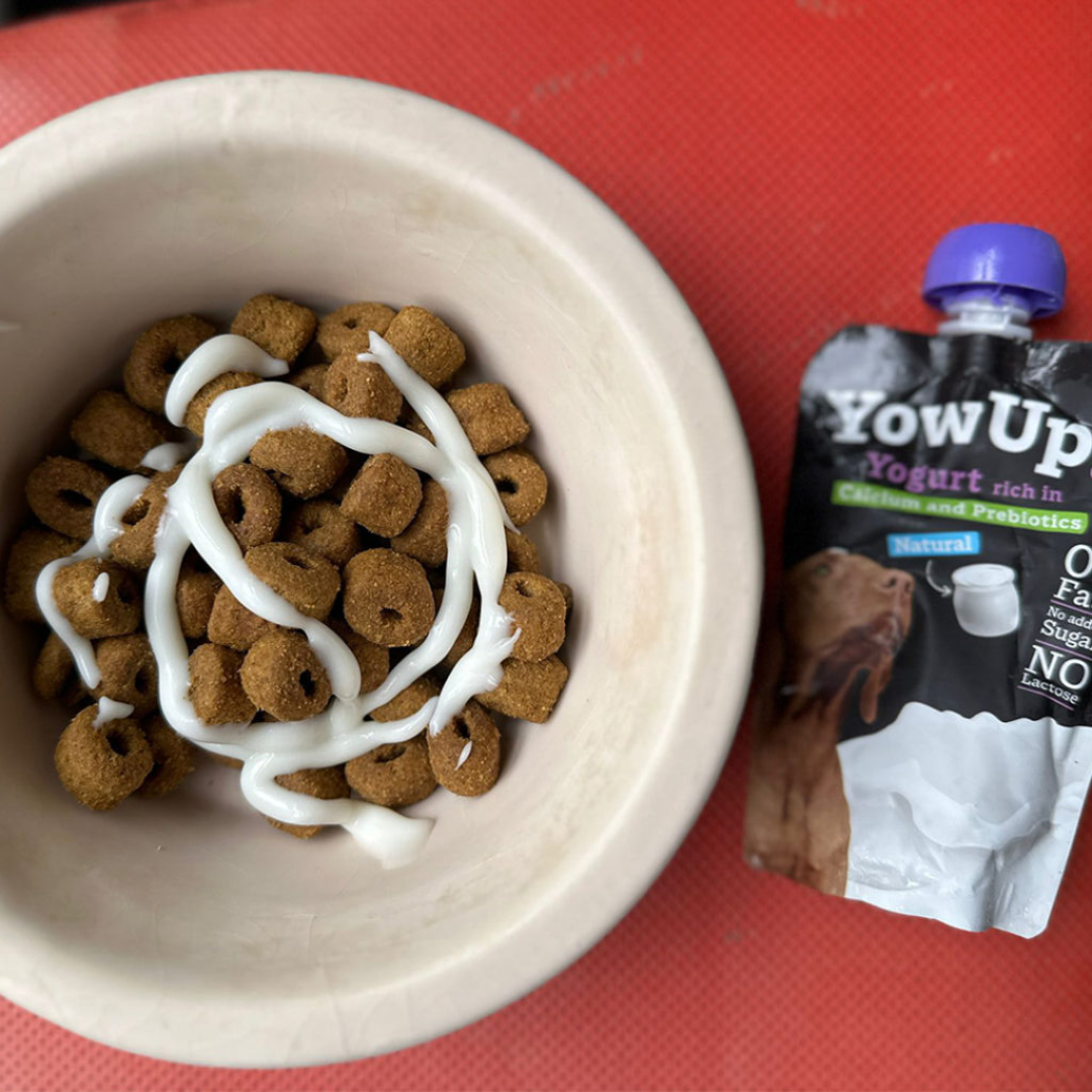 Kibble food with YowUp! Yogurt for dogs drizzled on top of it, to the side of a tube of the yoghurt.