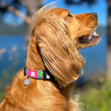 Cocker spaniel wearing a Max and Molly tropical dog collar