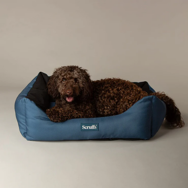 Brown dog laying in a Scruffs Expedition Box bed.