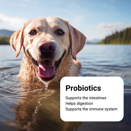 Probiotics: Supports the intestines, digestion and immune system.
