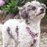 Grey and white dog wearing a Max and Molly Pink Leopard Harness.