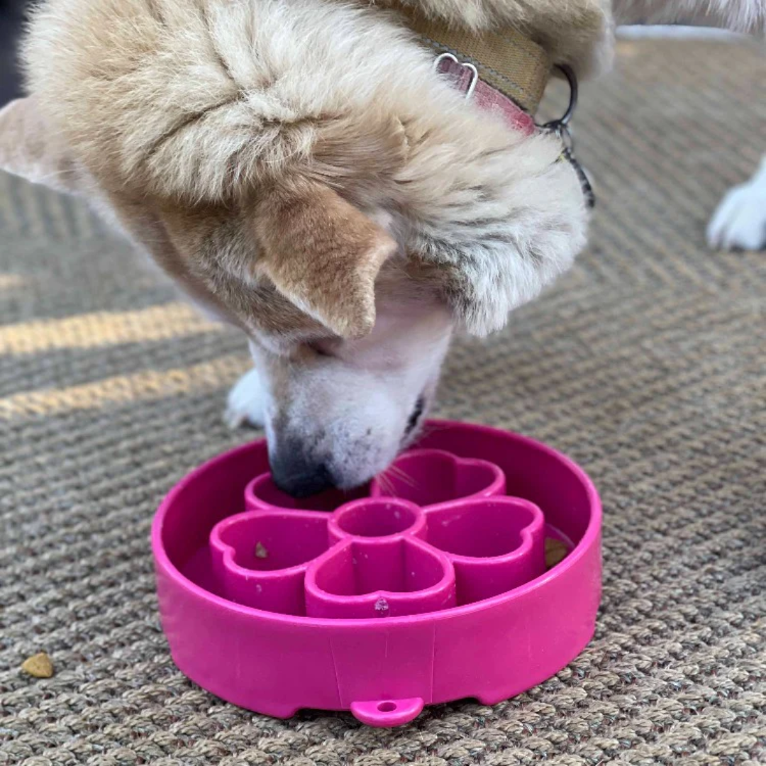 Retriever eating kibble from a flower ebowl from sodapup.