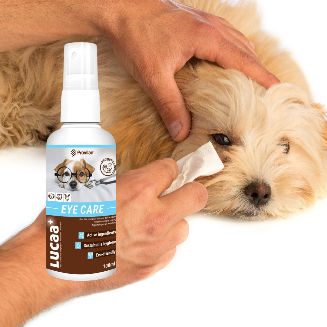 Dog having his eye wiped and a bottle of Provilan Lucca plus eye care spray.