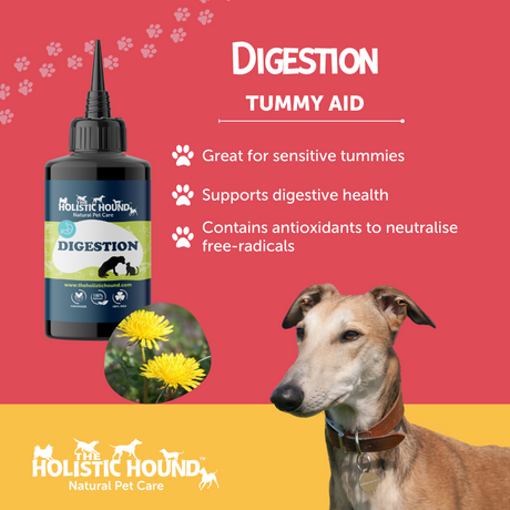 Holistic Hound Fundamentals Digestion