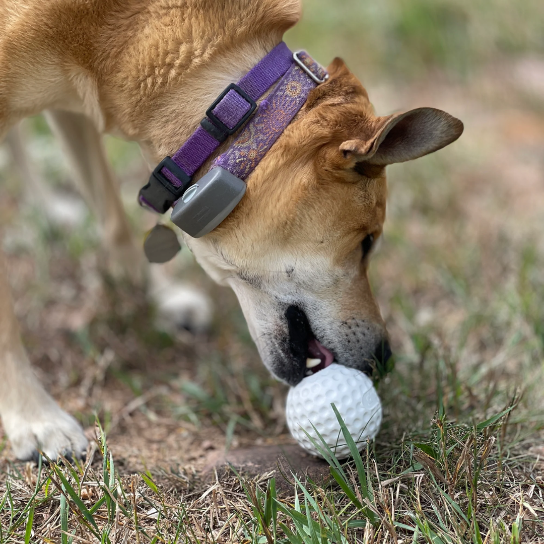 Dog licking food from inside a SodaPup Golf Ball Treat Dispenser.