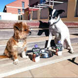 Two dogs sitting on a wooden bench, either side of a bowl of YowUp yogurt and two tubes.