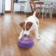 Terrier dog eating treats from the Kong Licks Spinz enrichment toy.