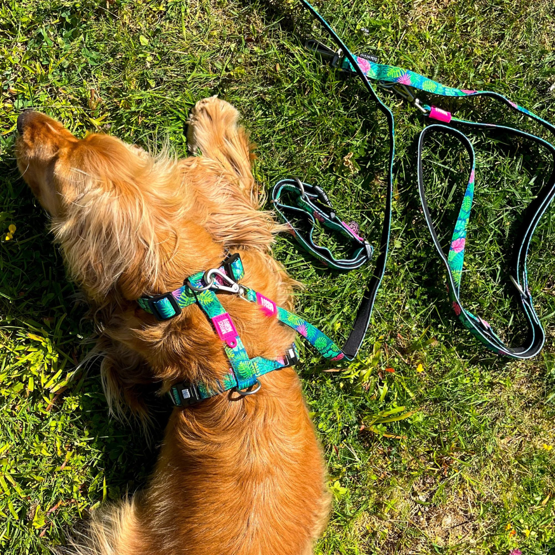 Golden cocker spaniel wearing Max and Molly tropical harness.