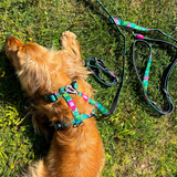 Golden cocker spaniel wearing Max and Molly tropical harness.