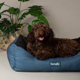 Brown dog in a Scruffs Expedition box bed with a house plant in the background.