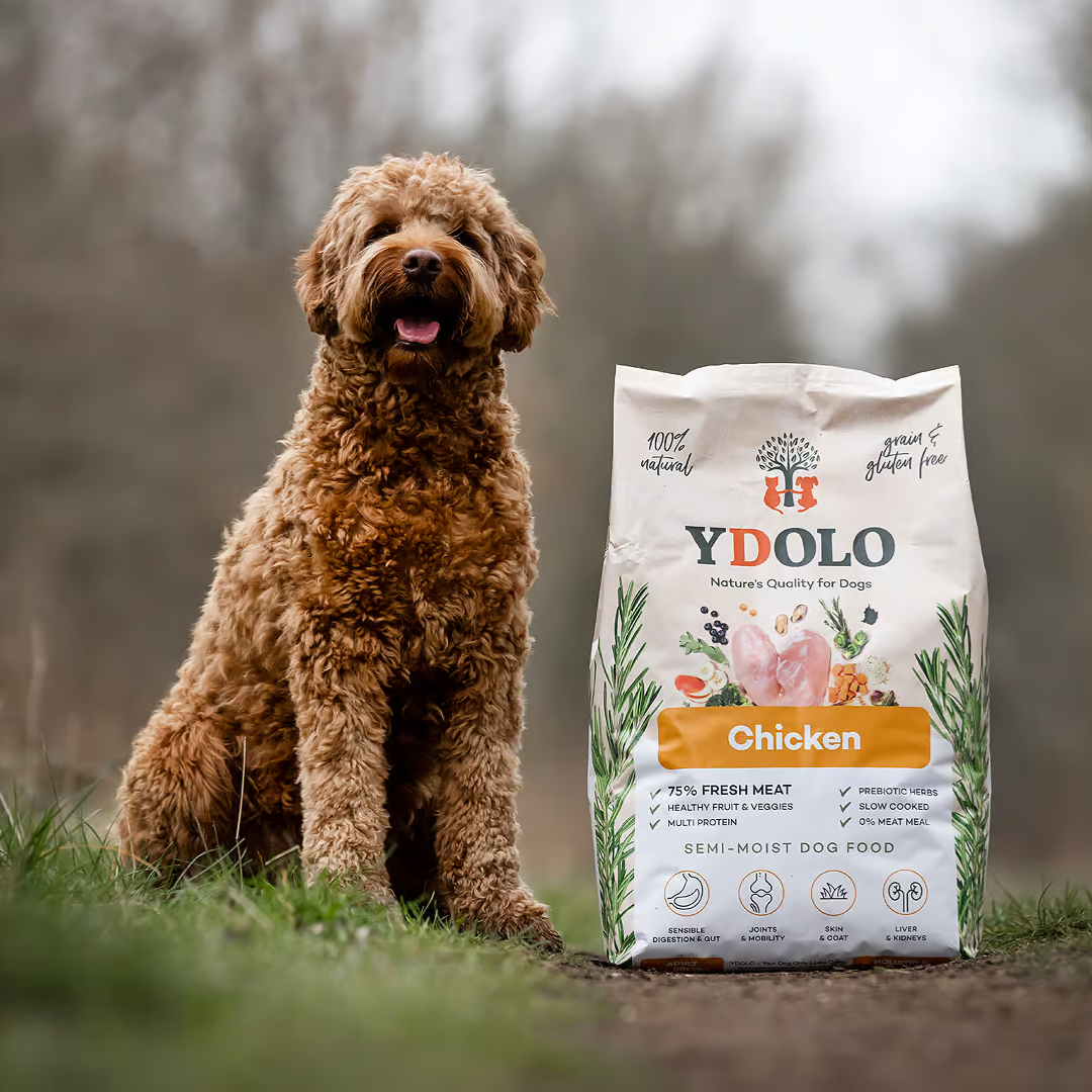 Red poodle cross dog sitting beside a 10kg bag of Ydolo Semi Moist Chicken Cold Pressed Dog Food.