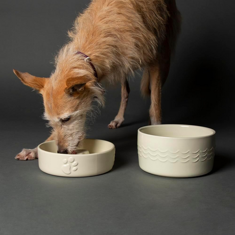 Fawn lurcher eating from a Scruffs Icon Ceramic Slow Feeder bowl for dogs.