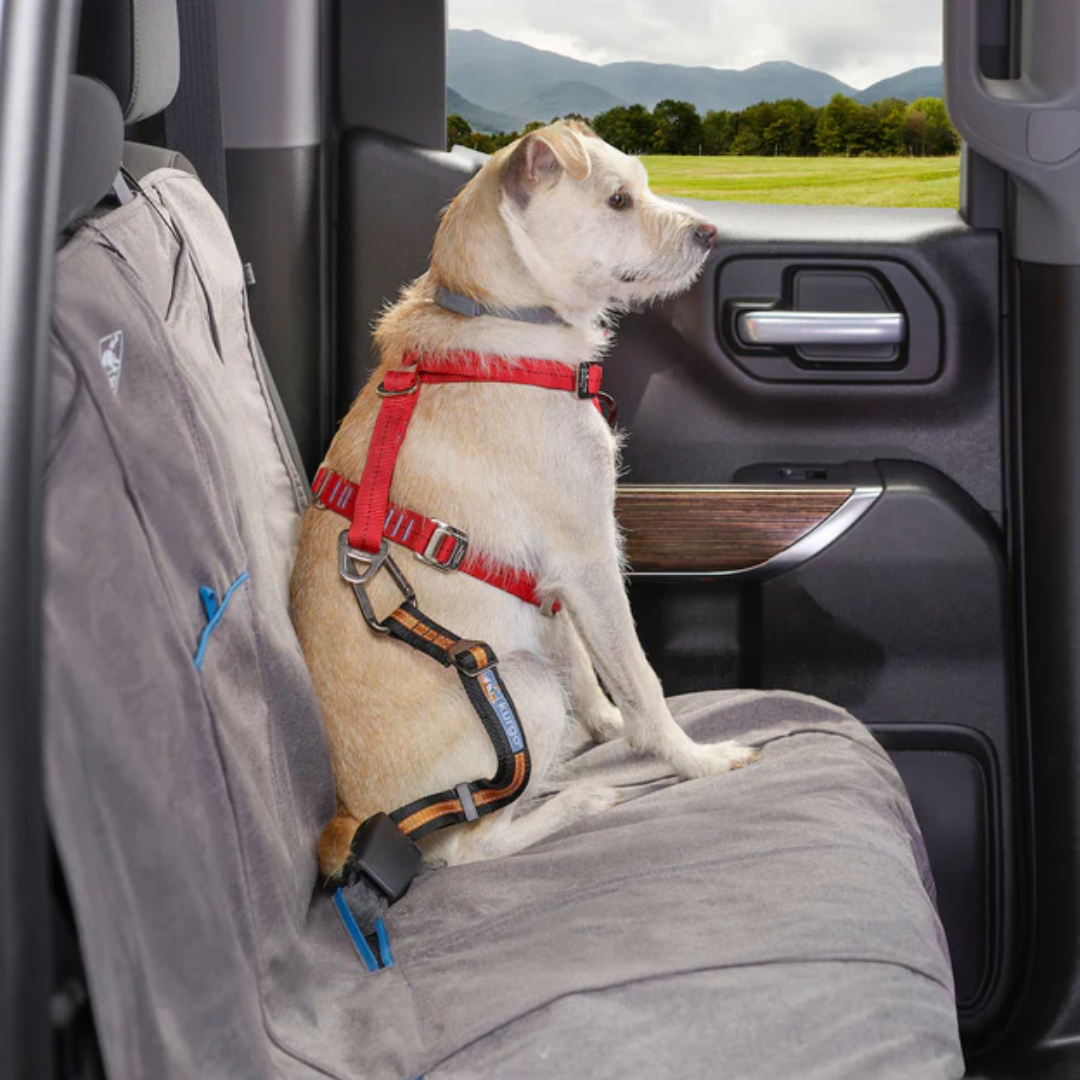 Terrier dog on the back seat of a car, attached to the seat belt with the Kurgo direct to seat belt tether.