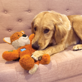 Golden Retriever with a Kong Wild Knots Fox in its mouth