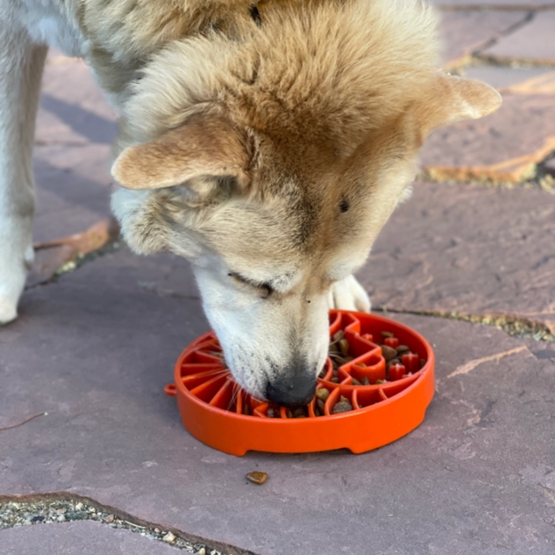 Cream dog eating from a Sodapup Yin Yang Enrichment Tray