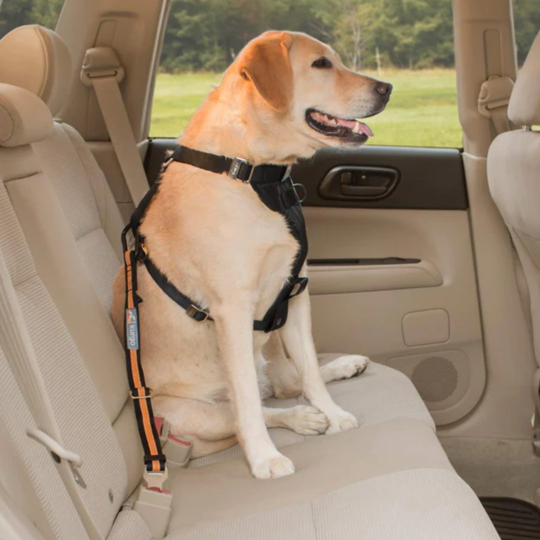 Labrador retriever in the back seat of the car, attached by the harness to the seat belt socket with a Kurgo direct to seat belt tether.