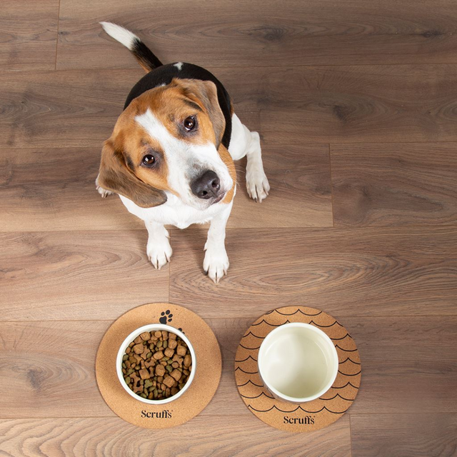 A beagle sitting on the floor, looking up, in front of bowls of food and water on Scruffs Cork Pet Placemats.